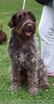 Griffon Korthals RELKA DU HAUT DE LA PRAIRIE Griffon Korthals RELKA DU HAUT DE LA PRAIRIE